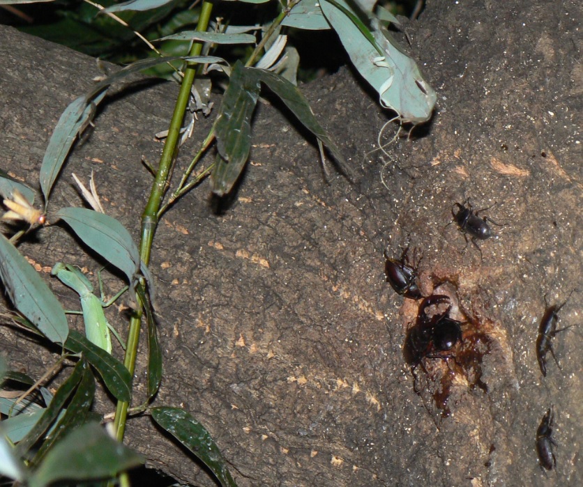 大木クヌギ上 ハラビロカマキリの狩り_200820